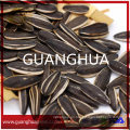 New Harvested 363 Type Sunflower Seeds